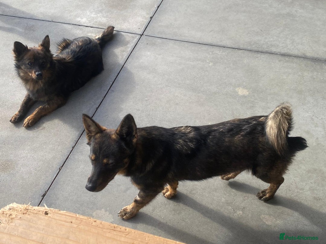 Mixed Breed dogs for adoption: Beatrice, 2 yrs approx. Available for adoption. - Advert 5