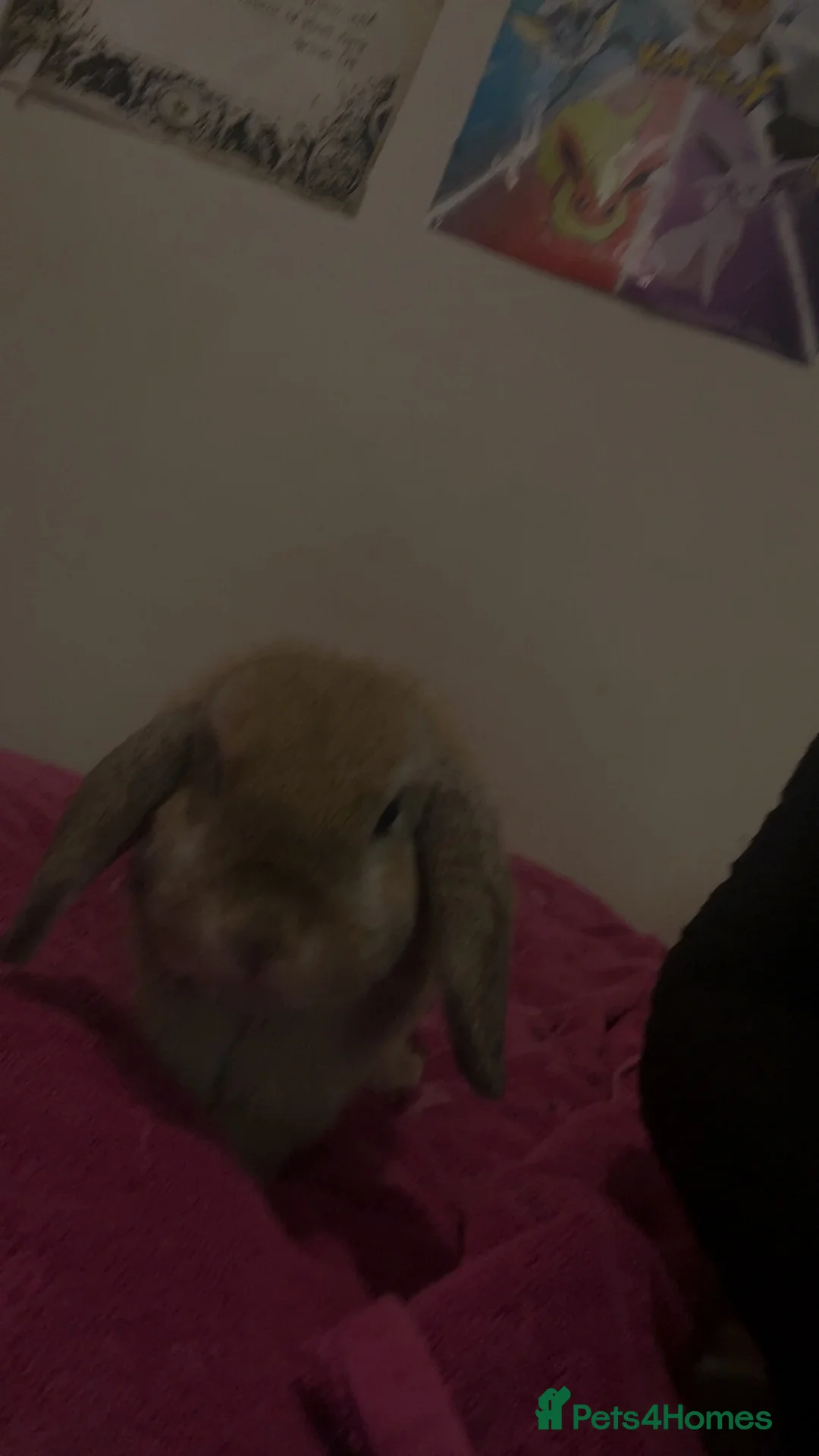 German Lop rabbits for sale: Very friendly bunny in Wolverhampton - Advert 2