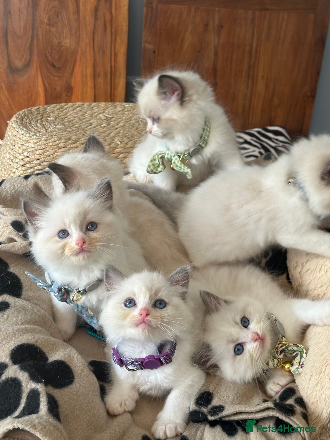 Ragdoll cats for sale: TICA Registered Ragdoll Kittens - Image 35
