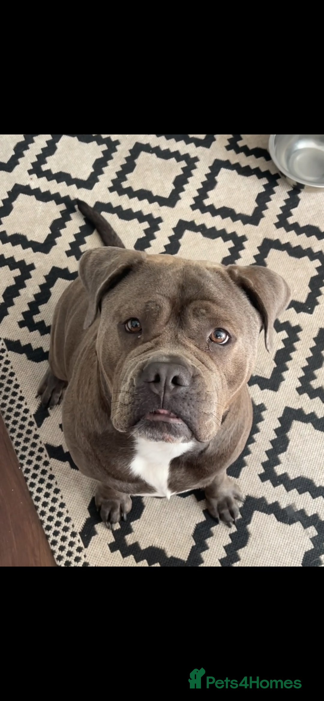 Mixed Breed dogs for sale: Beautiful mixed breed looking for her foreve home. - Image 1