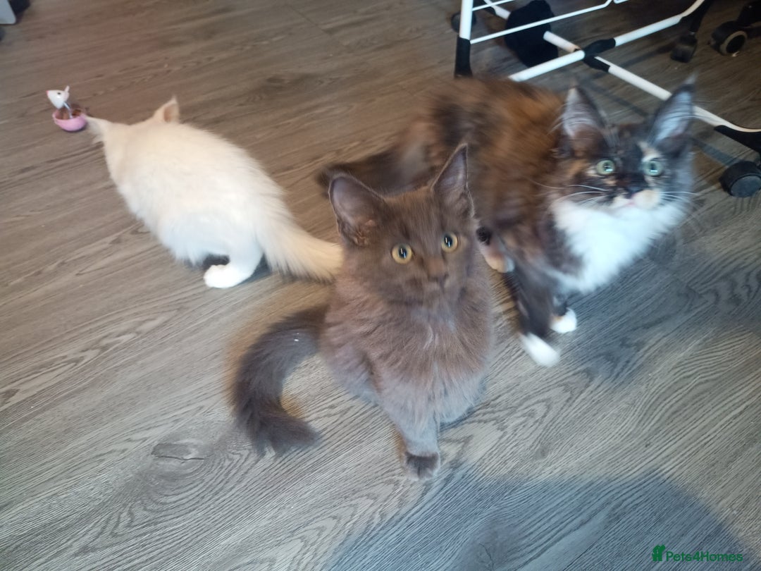 Maine Coon cats for sale: Maine Coon kittens in Manchester  - Image 12