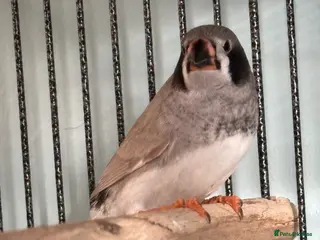 Finches birds Baby zebra finches for sale - Advert 6