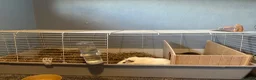 Guinea Pig rodents for sale: 2 beautiful male guinea pigs in Huddersfield - Advert 2