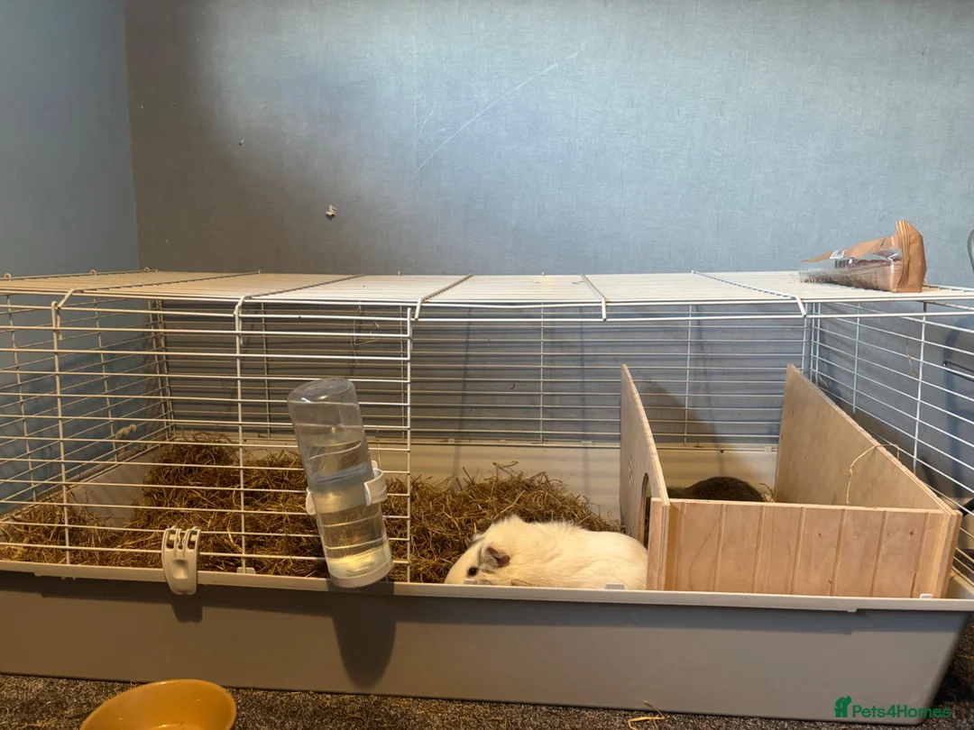 Guinea Pig rodents for sale: 2 beautiful male guinea pigs in Huddersfield - Advert 2
