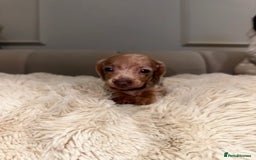 Miniature Dachshund dogs for sale: Stunning ISABELLA miniature dachshunds  - Image 19