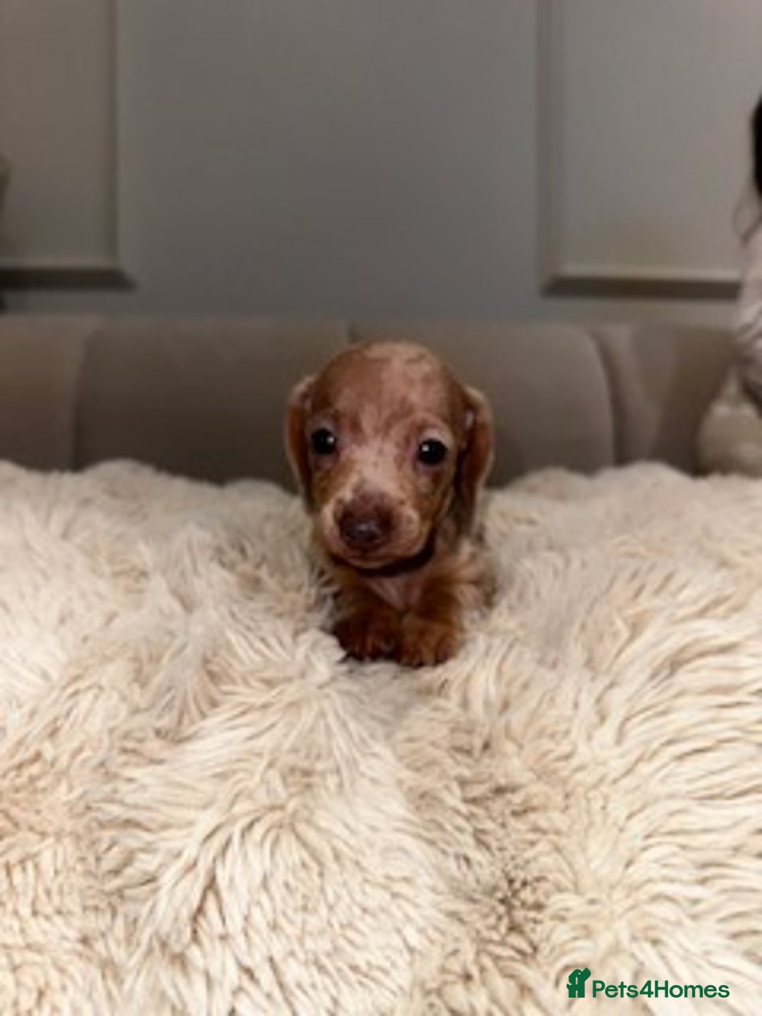 Miniature Dachshund dogs for sale: Stunning ISABELLA miniature dachshunds  - Image 19