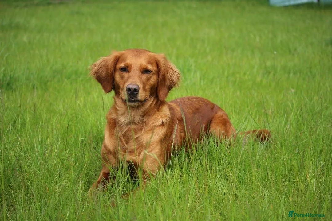 Golden Retriever dogs for sale: Dark Red KC Registered Working Golden Retrievers - Advert 1