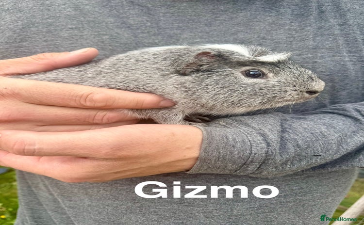 Guinea Pig rodents - Advert 6