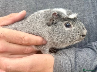 Guinea Pig rodents - Advert 2