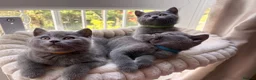 British Shorthair cats for sale: READY NOW ✨ British Shorthair Blue Kittens  - Advert 13