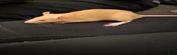 Rat rodents for sale: Female rat looking for a good home - Advert 1