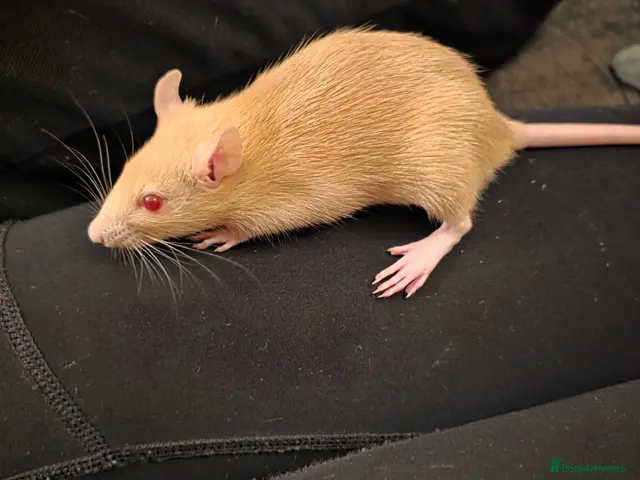 Rat rodents for sale: Female rat looking for a good home - Advert 5