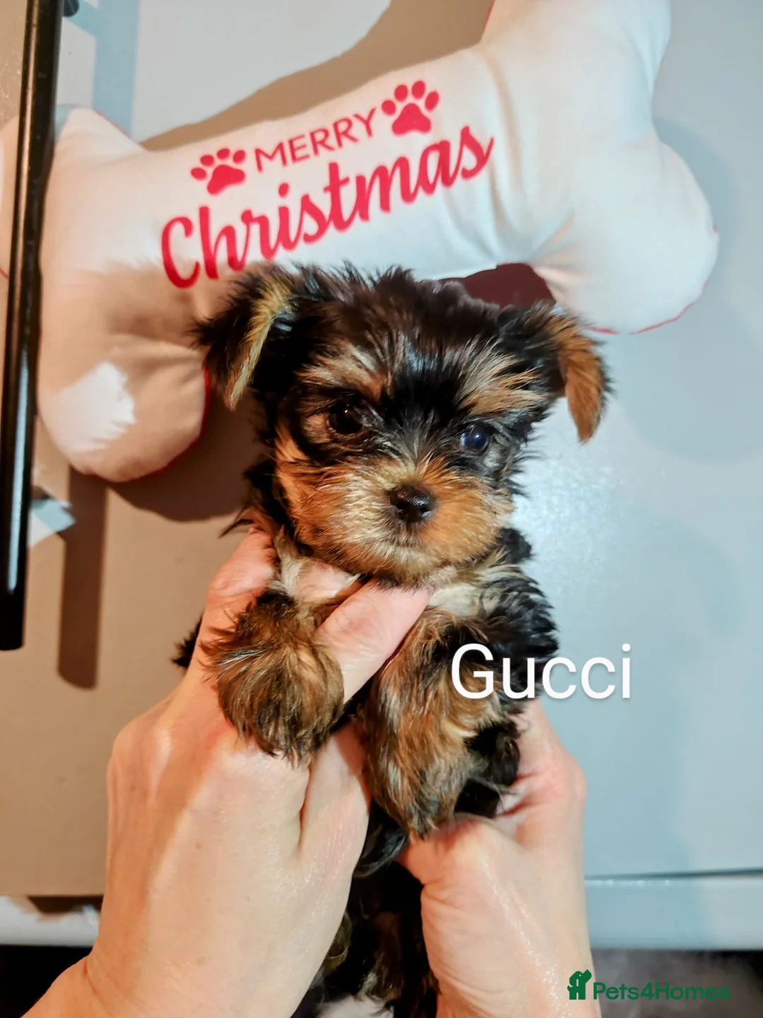 Yorkshire Terrier dogs for stud: Super small Yorkie with short muzzle DNA tested in Sheffield - Advert 21