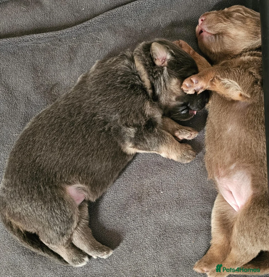 German Shepherd dogs for stud: Kc health tested solid isabella gsd in Bedford - Advert 29