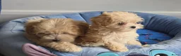 Maltipoo dogs for sale: 2  F1 Asian small Maltipoo Girls - Advert 16