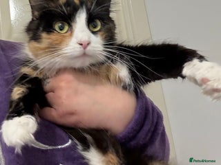 Domestic Shorthair cats Tortie cat available - Advert 4