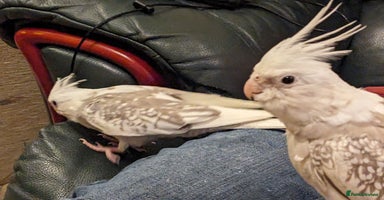 Cockatiels birds - Advert 7