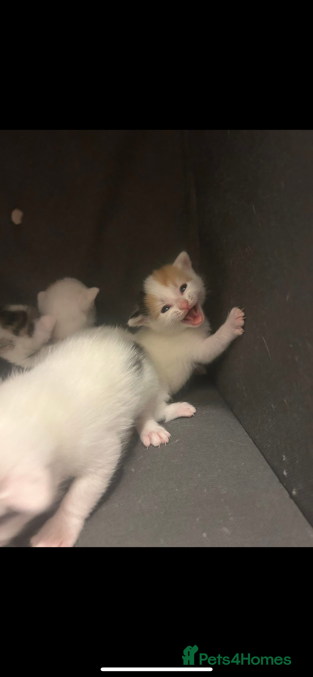 Mixed Breed cats for sale: Beautiful kittens  - Advert 8