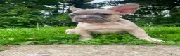 French Bulldog dogs for sale: French bulldog puppies ready now  - Advert 4