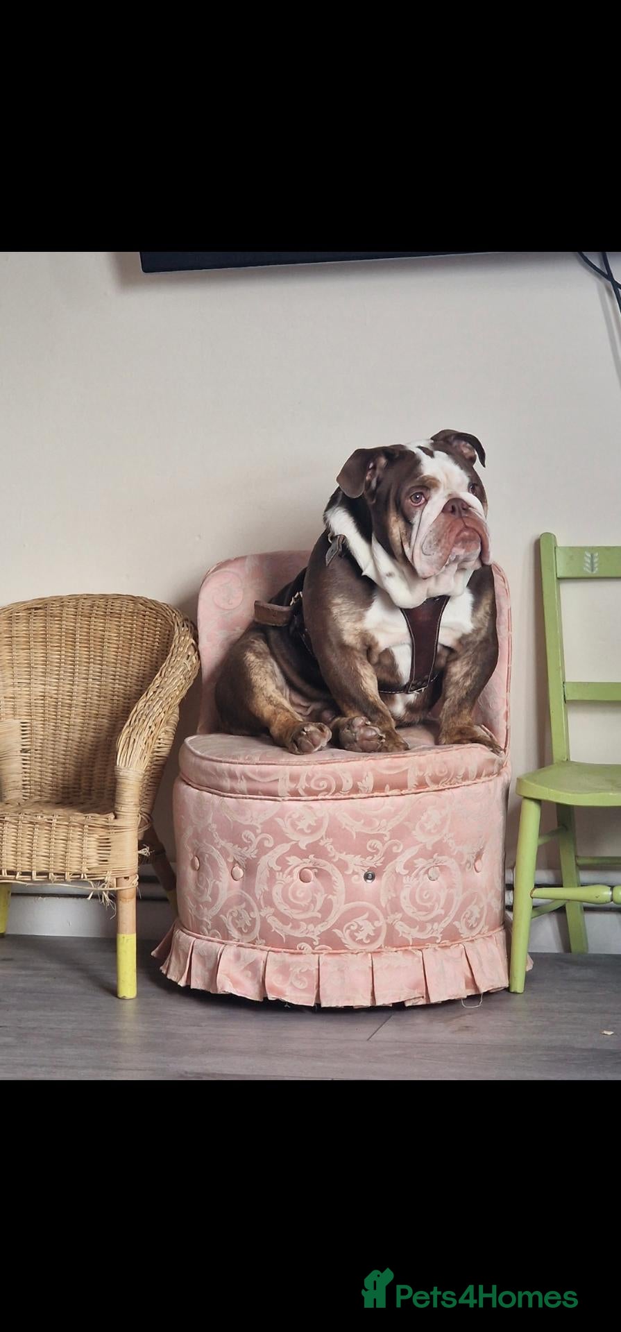 English Bulldog dogs for sale: Lovely Chocolate Male English Bulldog  - Advert 18
