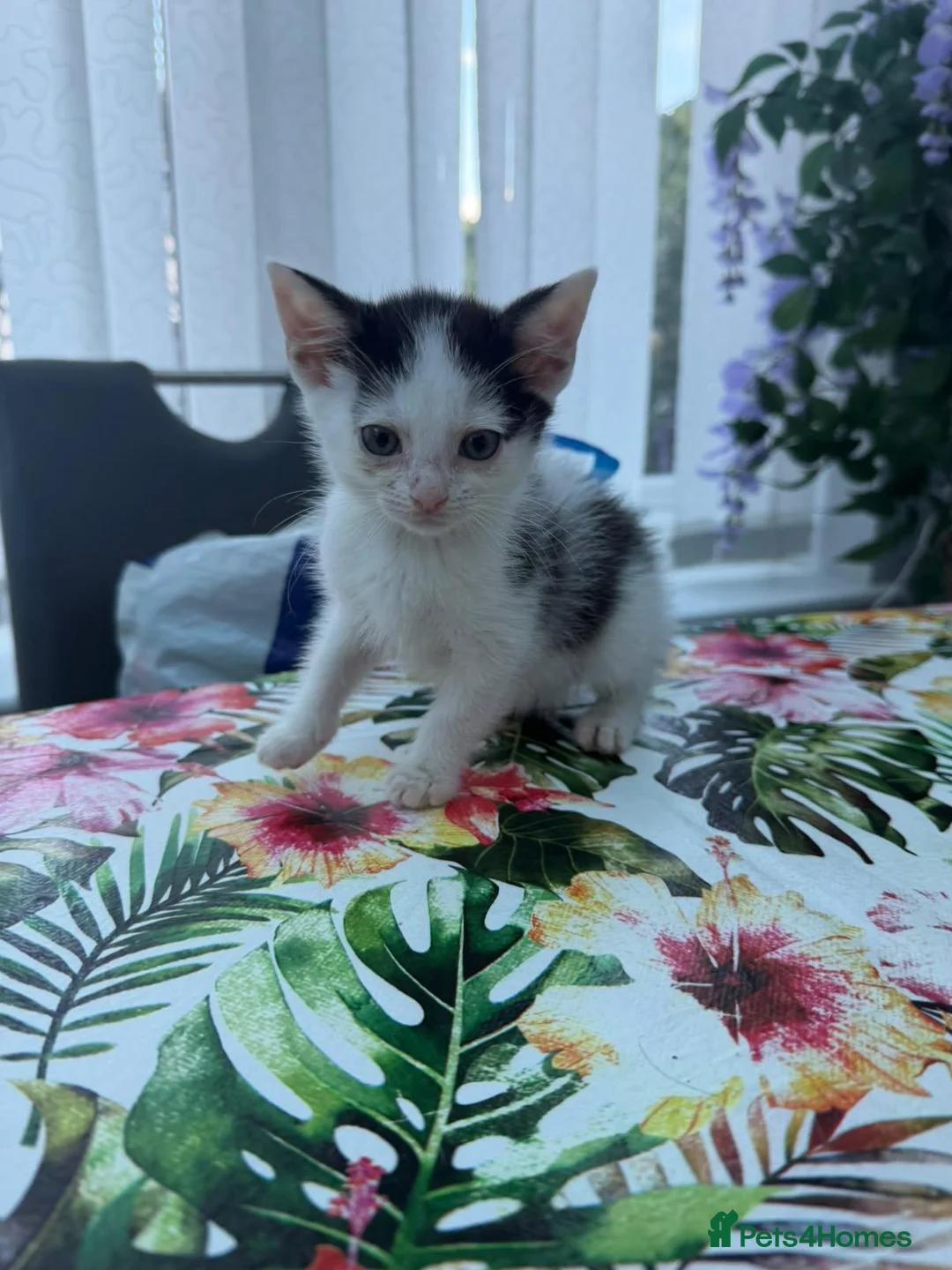 Mixed Breed cats for sale: 2 adorable kitten boys ready to leave home - Advert 8