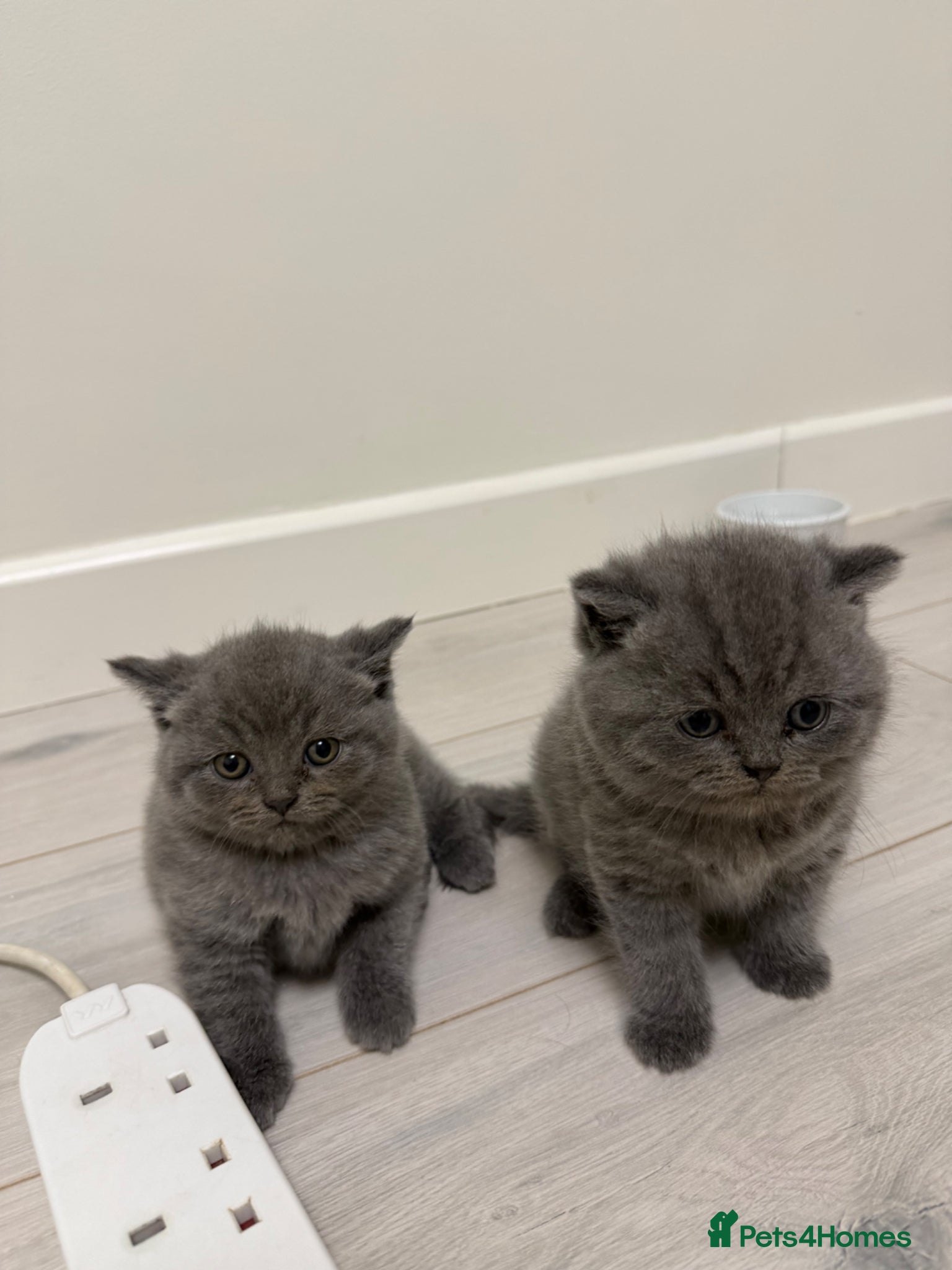 British Shorthair cats Beautiful British Shorthaired Cats - Advert 6
