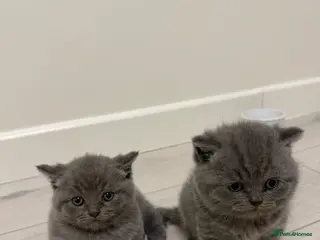 British Shorthair cats Beautiful British Shorthaired Cats - Advert 6