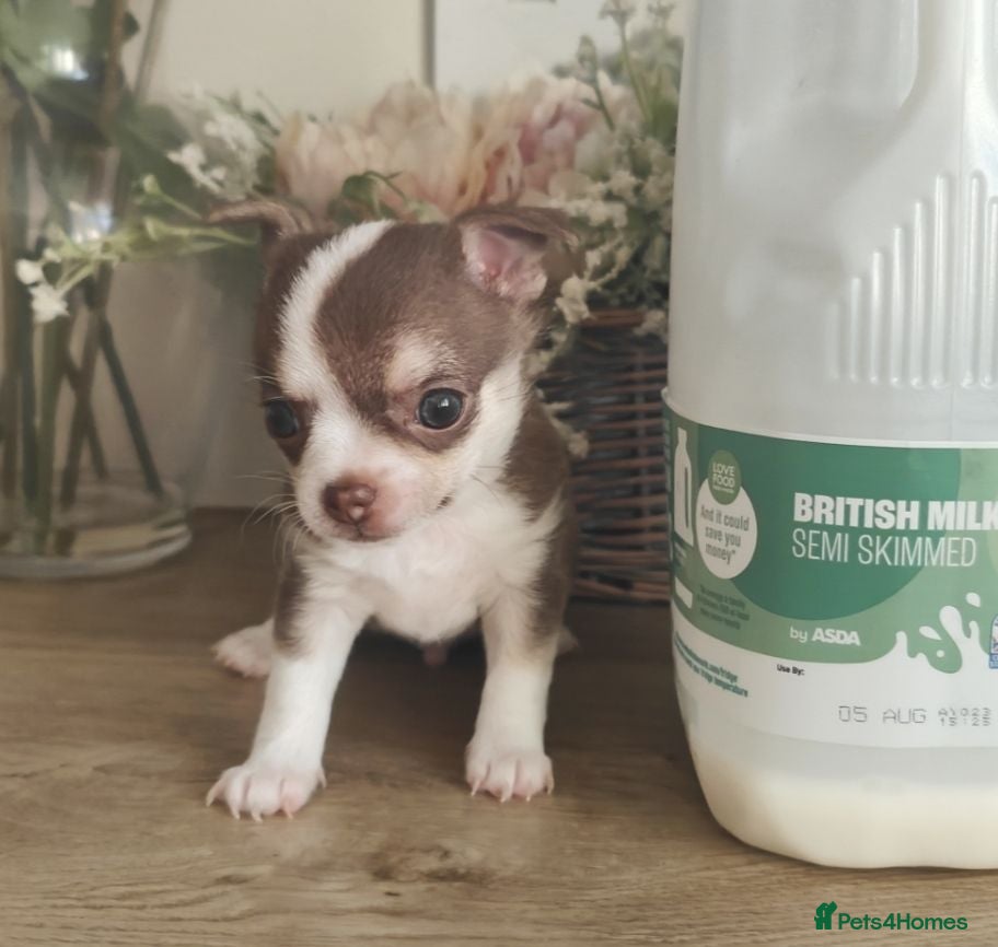 Chihuahua dogs 🌻Cute purebred chihuahua puppies🌻 - Advert 11