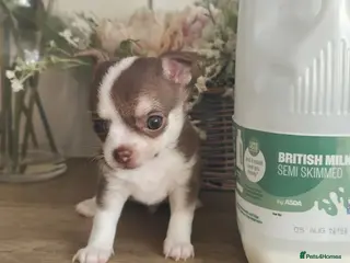 Chihuahua dogs 🌻Cute purebred chihuahua puppies🌻 - Advert 11