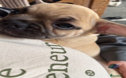 Frug dogs for sale: Frug for sale  - Image 2