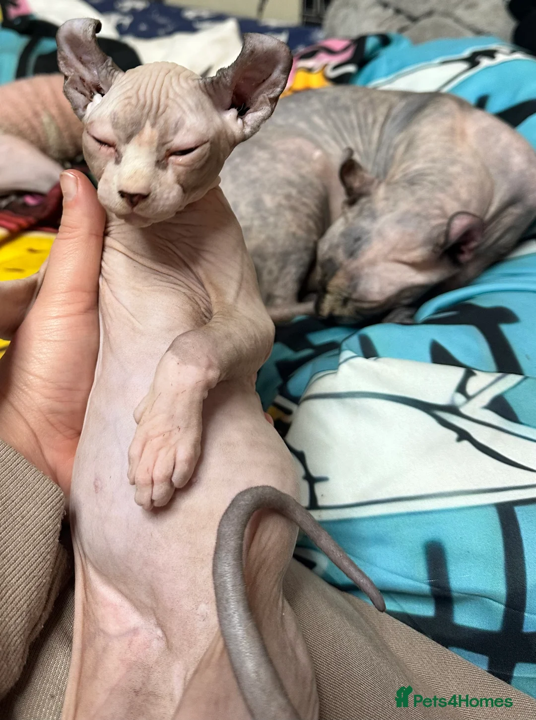 Sphynx cats for sale: LOVING SPHYNX KITTENS READY TO GO🤍 - Advert 10