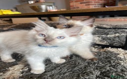 Ragdoll cats for sale: Ragdoll kittens READY NOW 1 BOY 😻  - Image 23