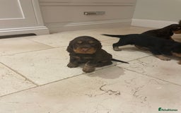 Cocker Spaniel dogs for sale: 6 gorgeous cocker spaniel puppies  - Image 12