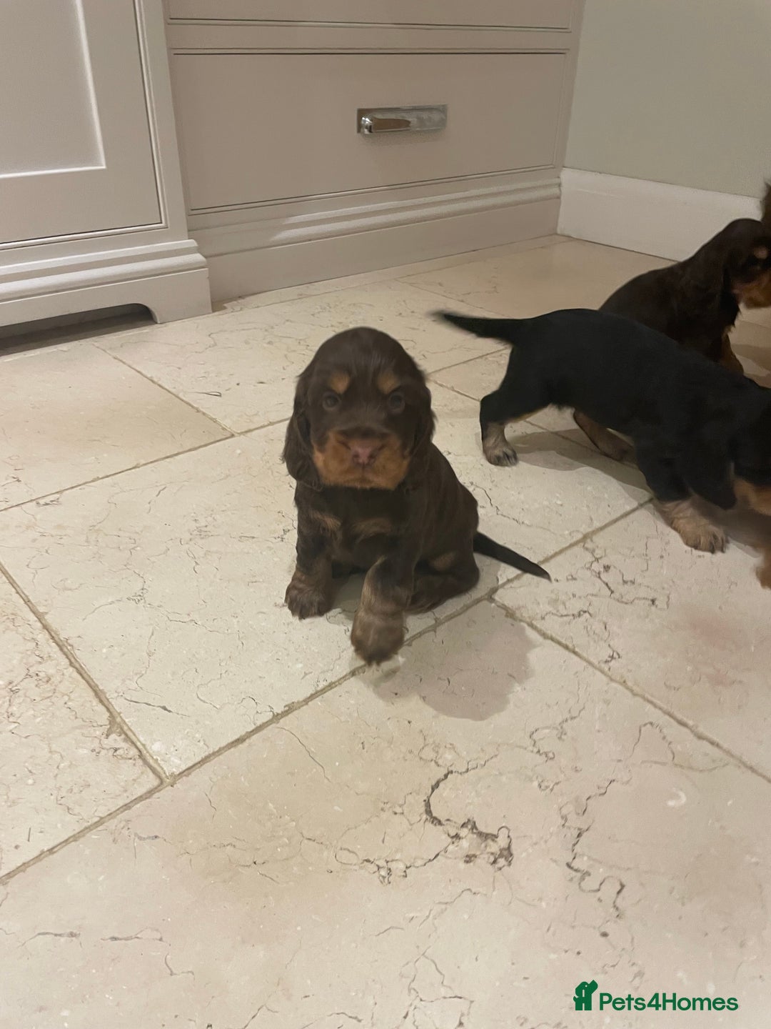 Cocker Spaniel dogs for sale: 6 gorgeous cocker spaniel puppies  - Image 12