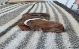 Dachshund dogs for sale: Dachshund tweenies for sale - Image 8