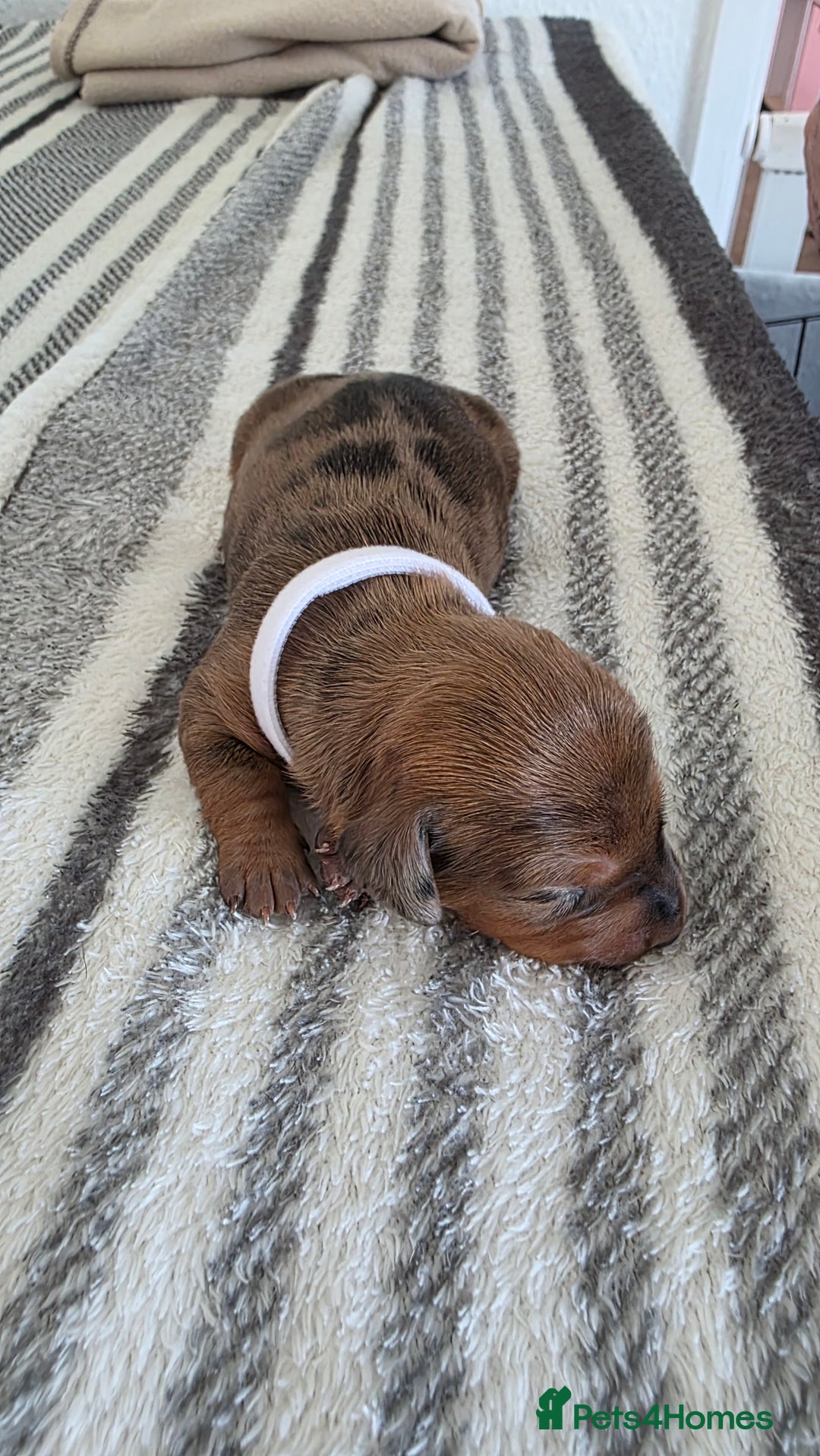 Dachshund dogs for sale: Dachshund tweenies for sale - Image 8