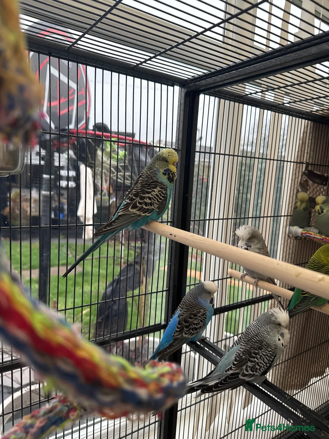 Budgerigars birds for sale: 10 Budgies – Must Stay Together - Advert 6