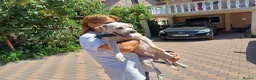 Cockapoo dogs for adoption: 🐾CRIS - Betrayed by the Person He Trusted… in Nottingham - Advert 19