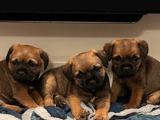 Border Terrier dogs SLEM CLEAR Border terrier puppies 5 GIRLS - Advert 18