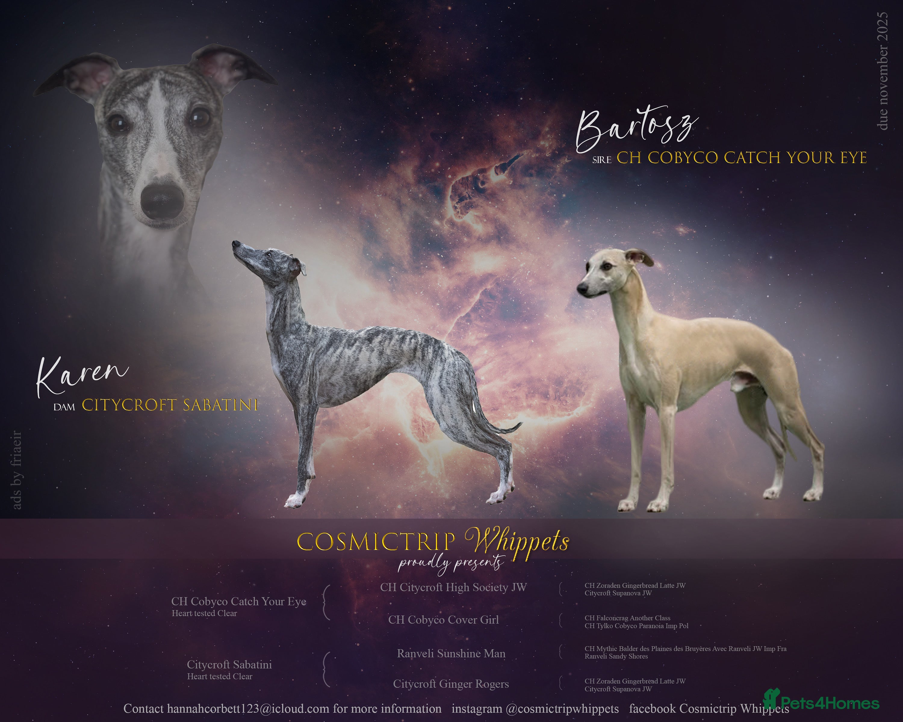 Whippet dogs The Nature Litter 🌿 - Advert 9