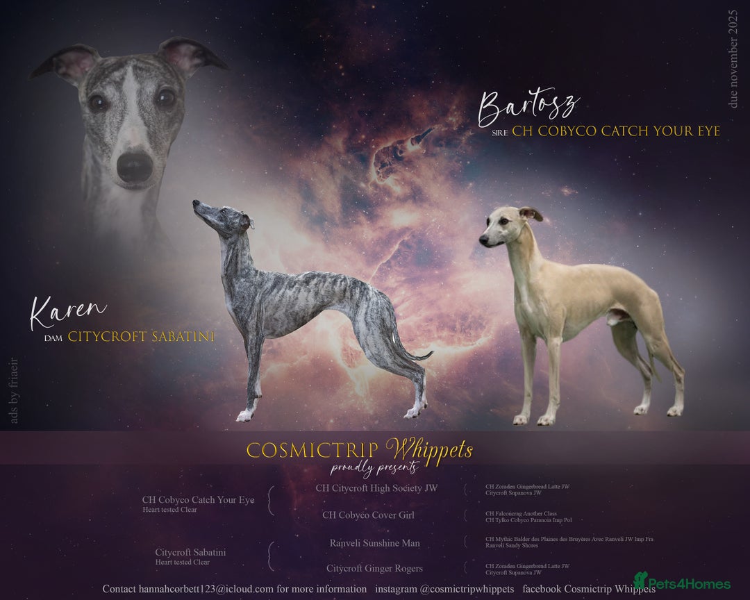 Whippet dogs for sale: The Nature Litter 🌿 - Advert 1