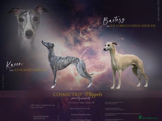 Whippet dogs The Nature Litter 🌿 - Advert 1