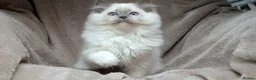Ragdoll cats for sale: GCCF ACTIVE & PET KITTENS IMP CHAMPION BLOODLINES - Advert 12