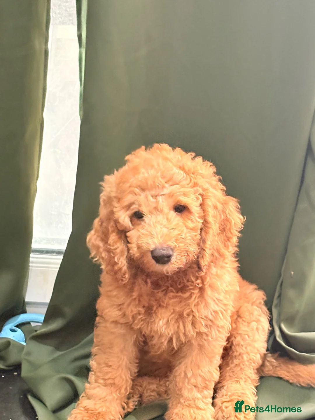 Mini Goldendoodle dogs for sale: READY NOW Last Mini Goldendoodle  - Advert 9