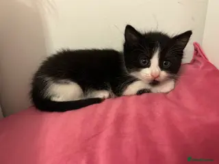 Mixed Breed cats Kittens - Advert 1