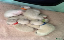 Ragdoll cats for sale: Purebred Blue Mitted Ragdoll Kittens - Image 10