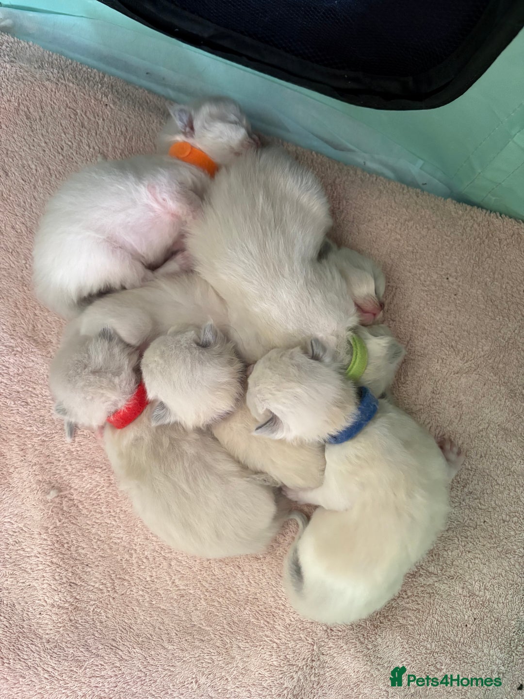 Ragdoll cats for sale: Purebred Blue Mitted Ragdoll Kittens - Image 10