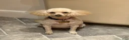 Cockapoo dogs for sale: Beautiful litter of golden cockapoos  in Pudsey - Advert 4