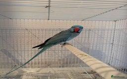 Ringnecks birds for sale: Stunning blue male Indian ringneck  - Image 4
