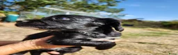 Cocker Spaniel dogs for sale: Cocker spaniel puppies in Exeter - Advert 2